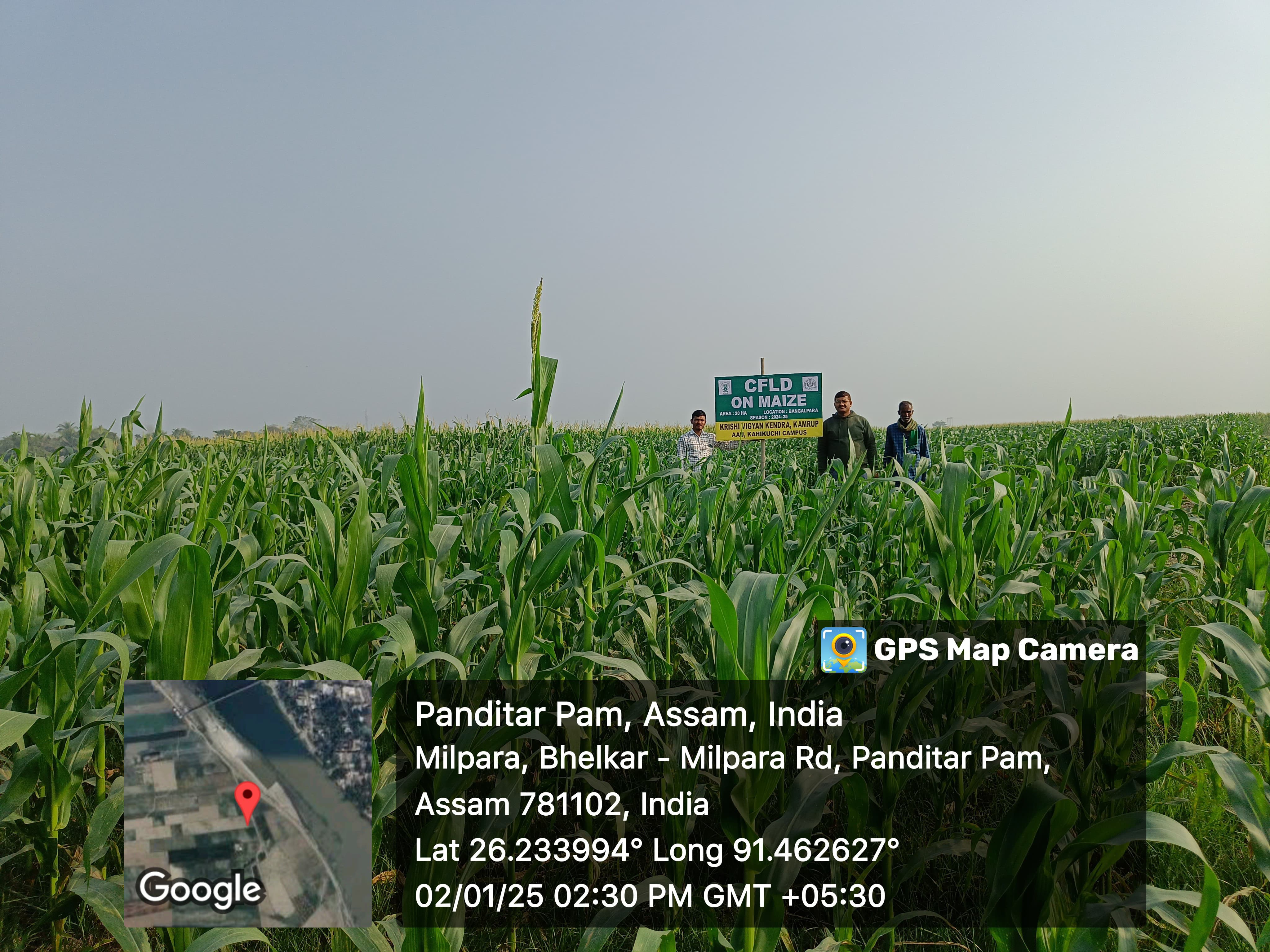 Cluster Front Line Demonstration of Maize